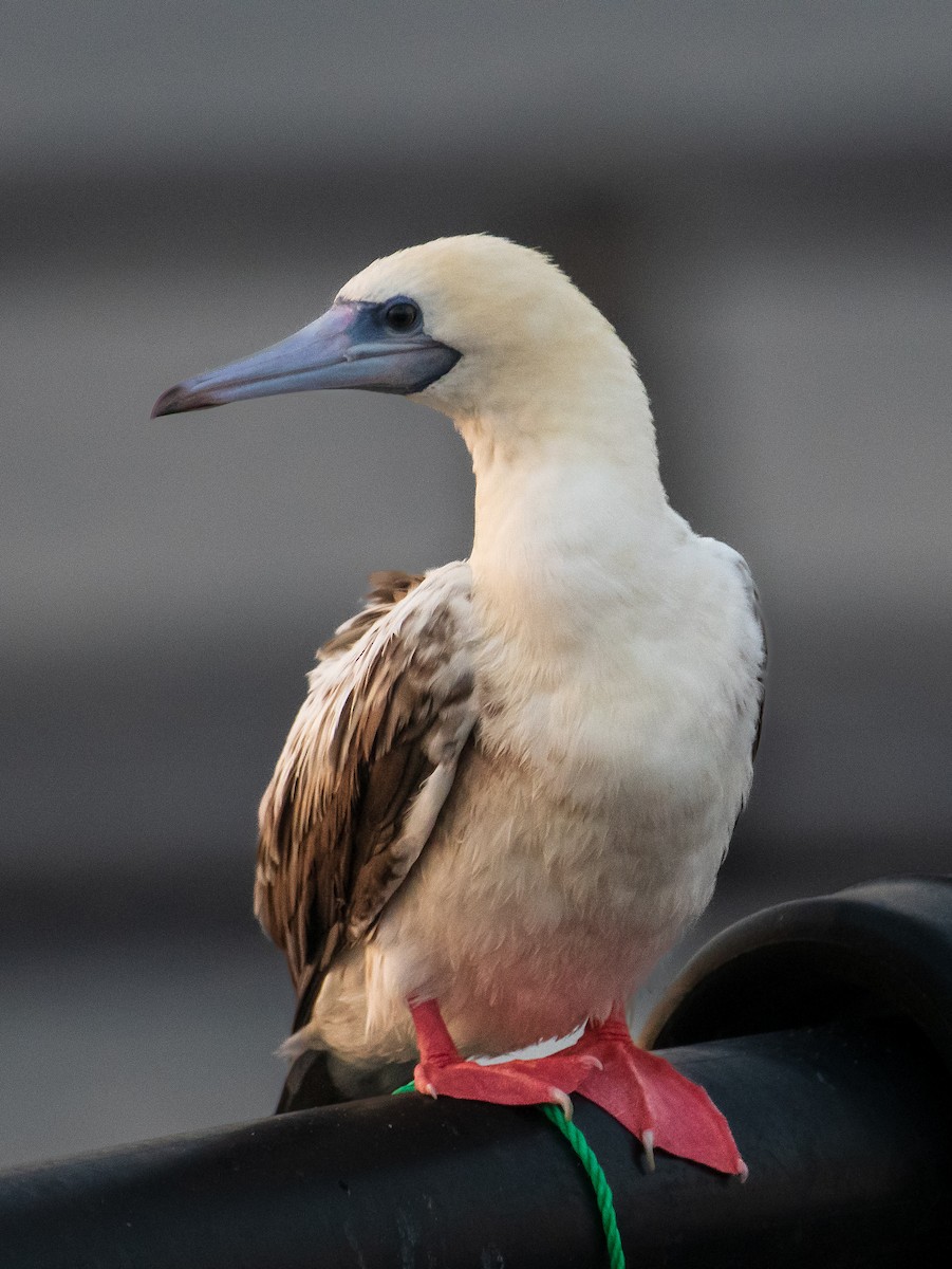 Red-footed Booby - ML614681162