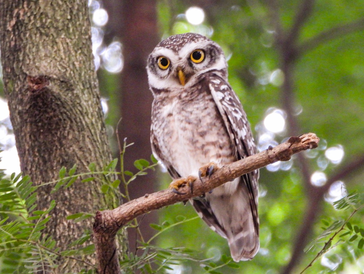 Spotted Owlet - ML614681374