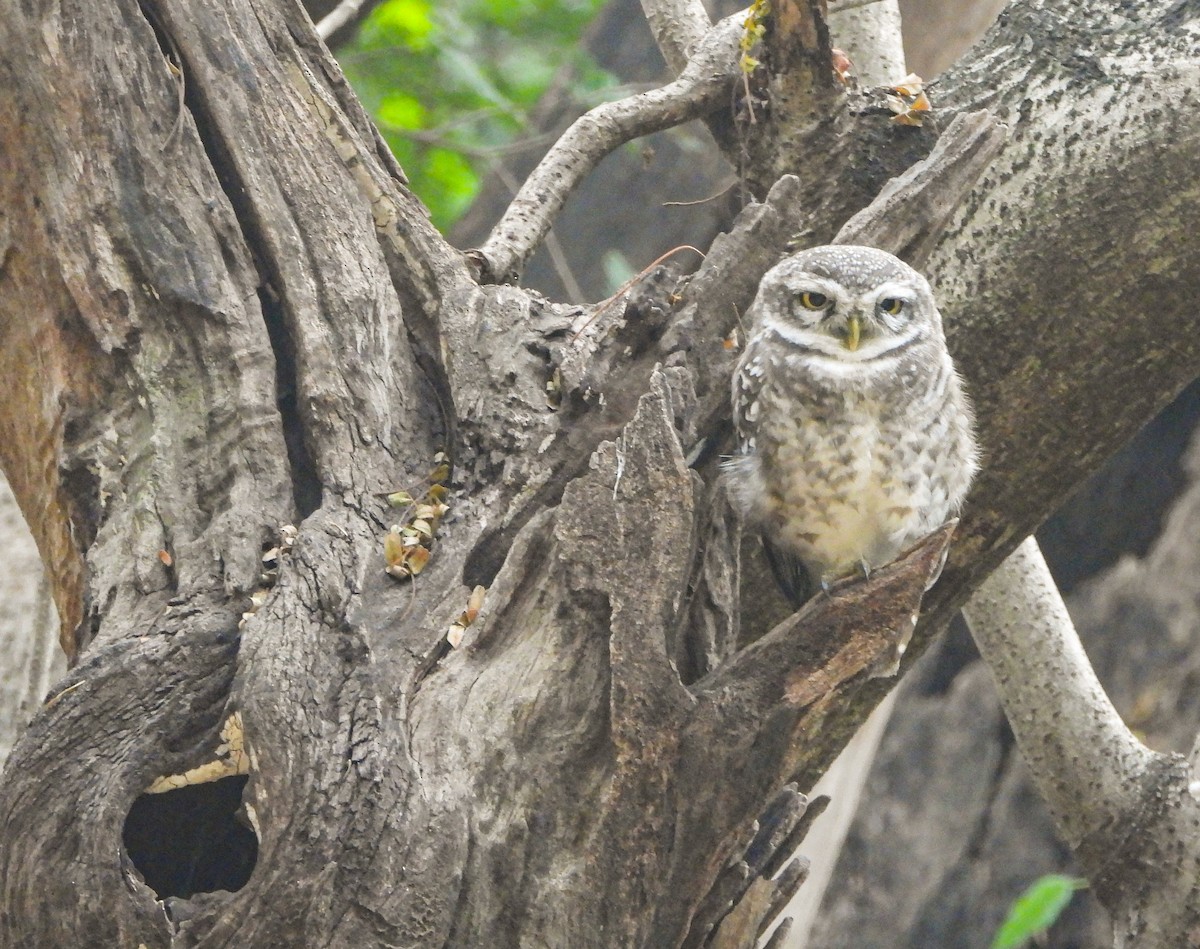 Spotted Owlet - ML614681375