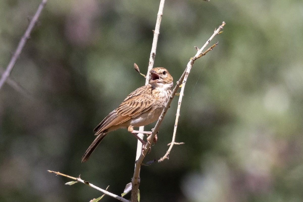 Fawn-colored Lark (Fawn-colored) - ML614681405
