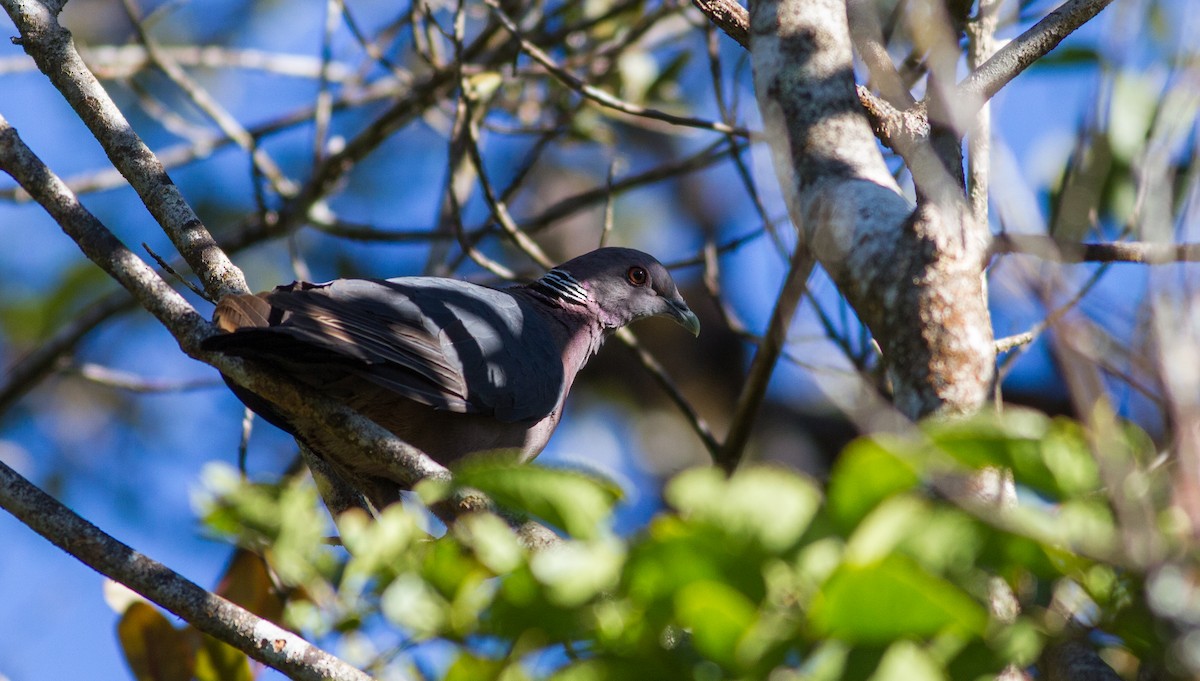 Sri Lanka Wood-Pigeon - ML614681569