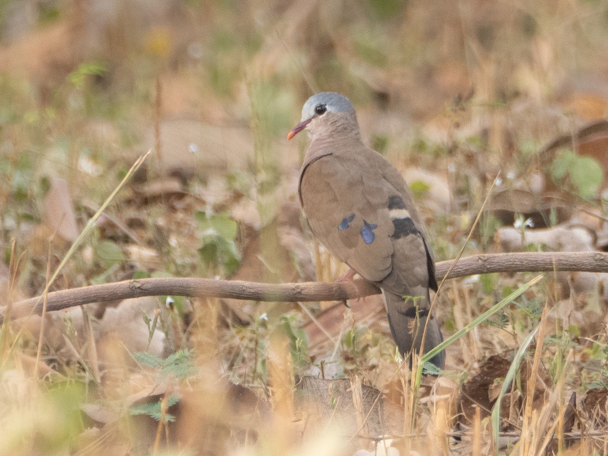 Blue-spotted Wood-Dove - ML614681691