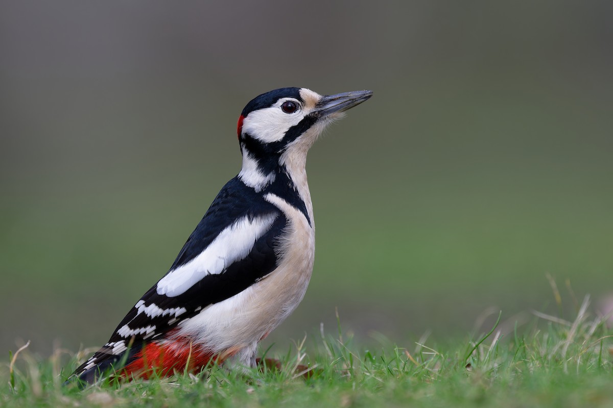 Great Spotted Woodpecker - ML614682057