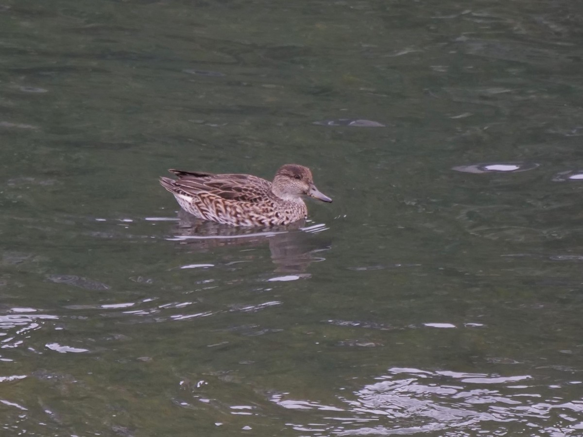 Green-winged Teal - ML614682101