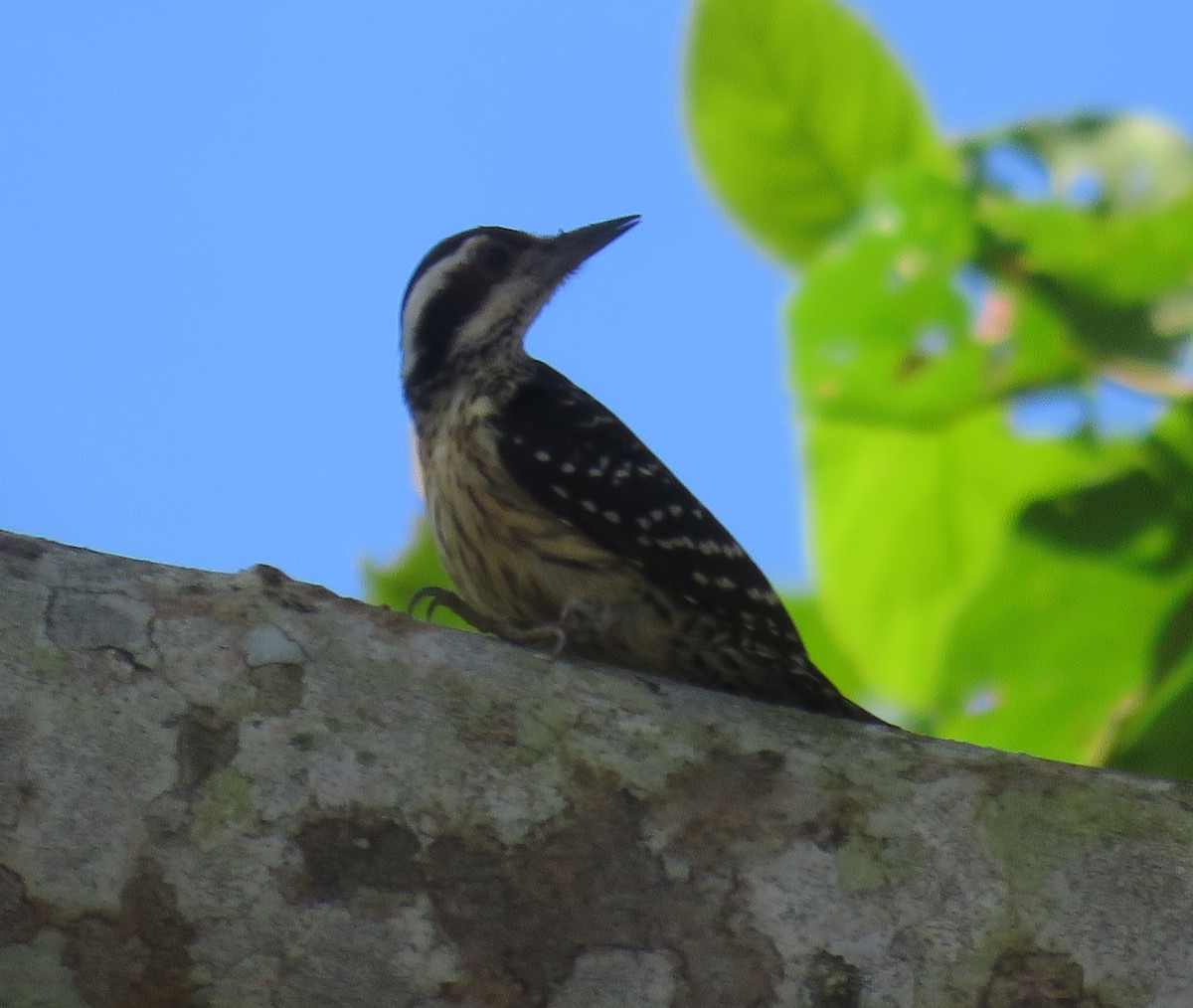 Philippine Pygmy Woodpecker - ML614682107