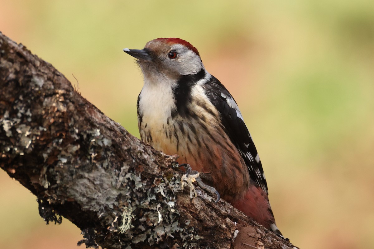 Middle Spotted Woodpecker - Jose Leal