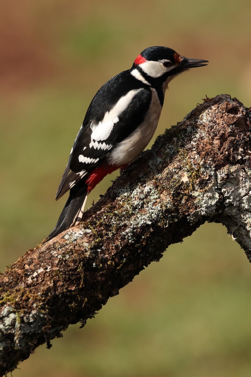 Great Spotted Woodpecker - ML614682116