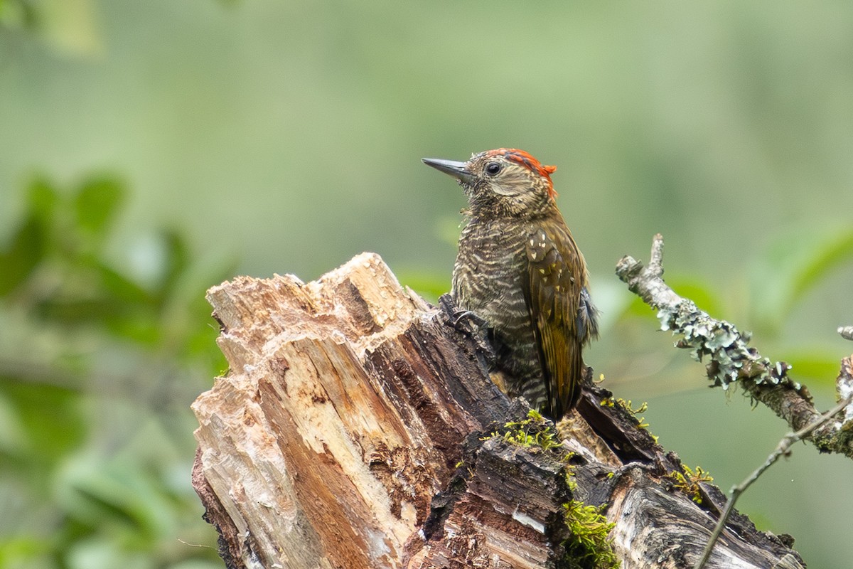 Dot-fronted Woodpecker - ML614682136