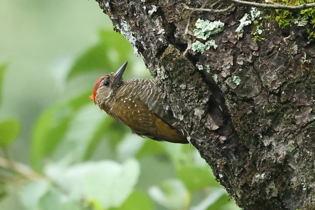 Dot-fronted Woodpecker - Daniel Engelbrecht - Birding Ecotours
