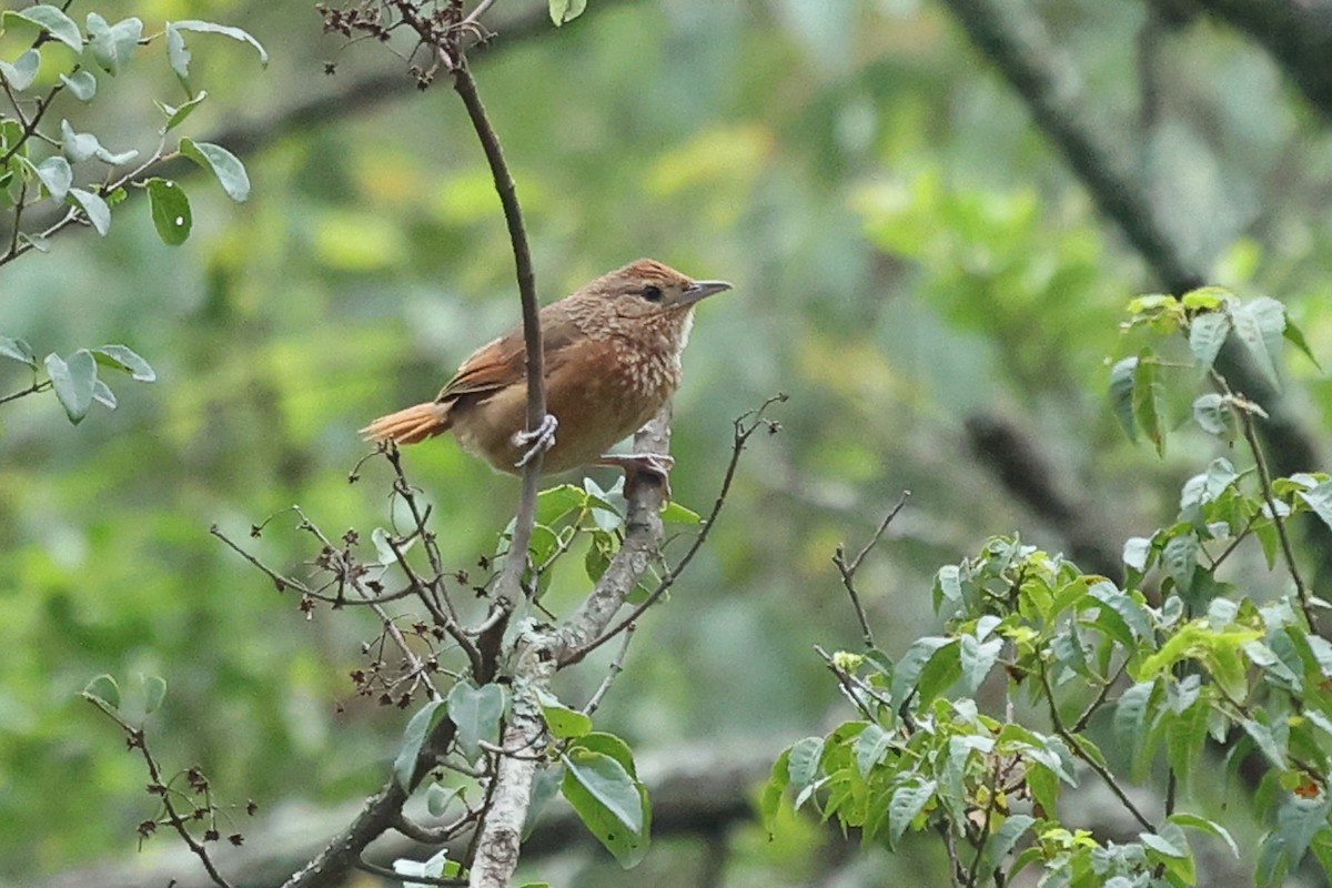 Spot-breasted Thornbird - ML614682139