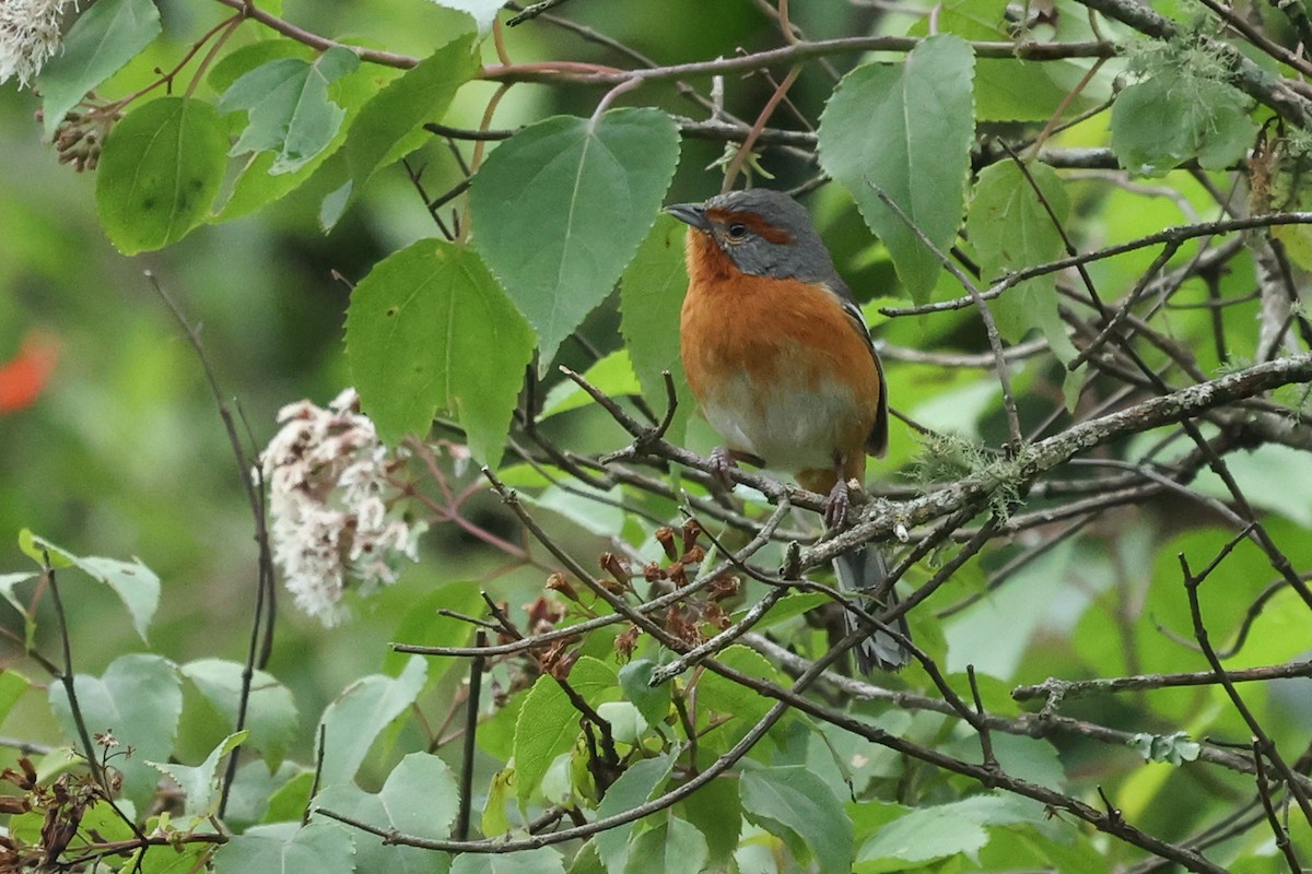 Rusty-browed Warbling Finch - Daniel Engelbrecht - Birding Ecotours