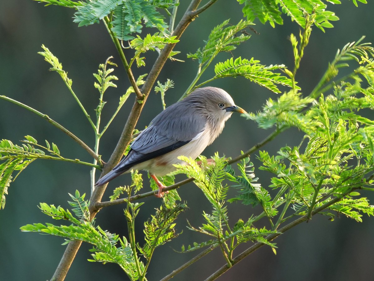 Chestnut-tailed Starling - ML614682222