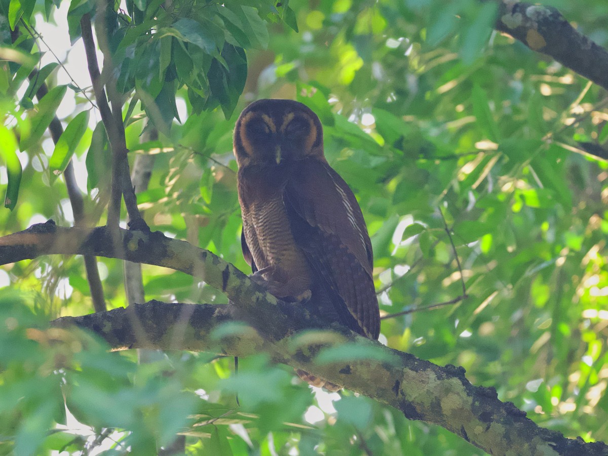 Brown Wood-Owl - ML614682324