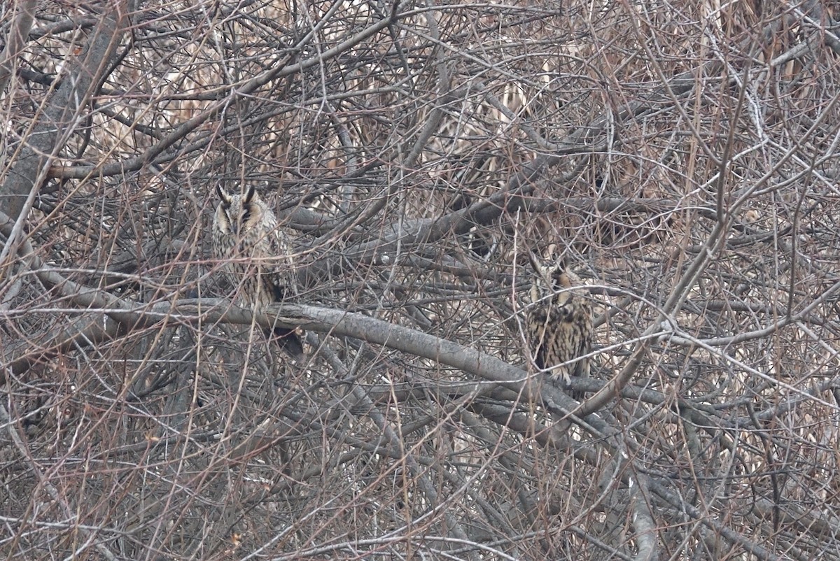 Long-eared Owl - ML614682485