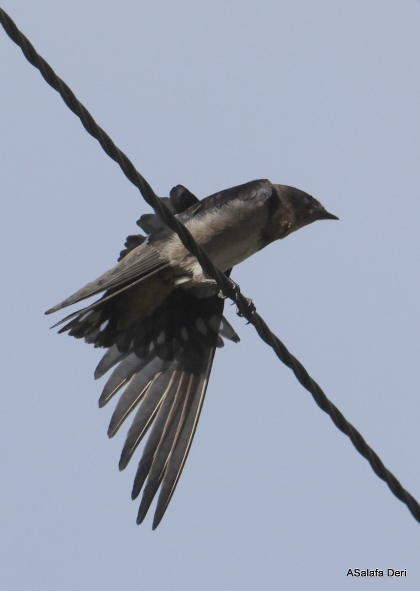 Angola Swallow - ML614682889