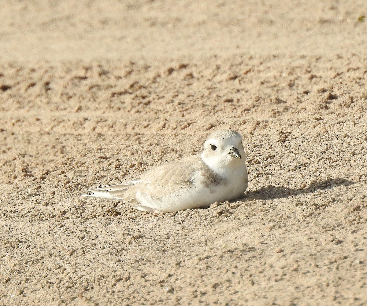 Piping Plover - ML614683158