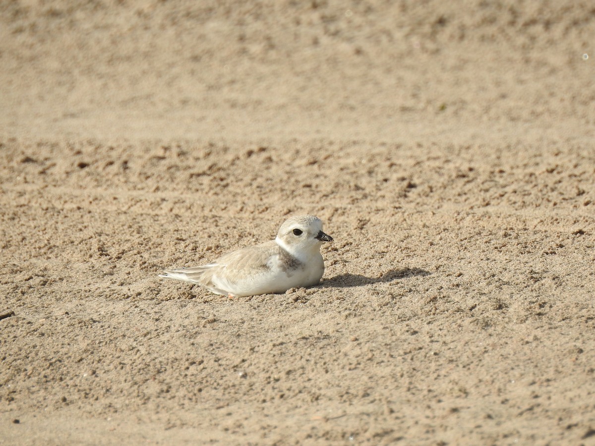 Piping Plover - ML614683161