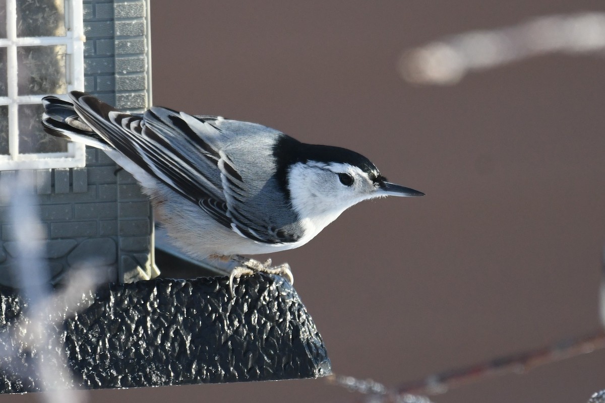 White-breasted Nuthatch - ML614683203