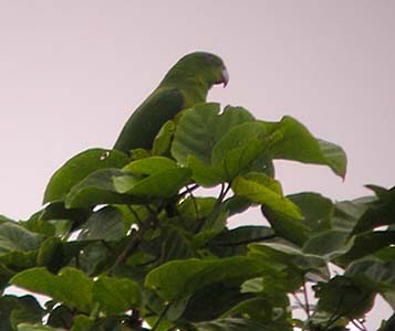 Mindoro Raket Kuyruklu Papağanı - ML61468341