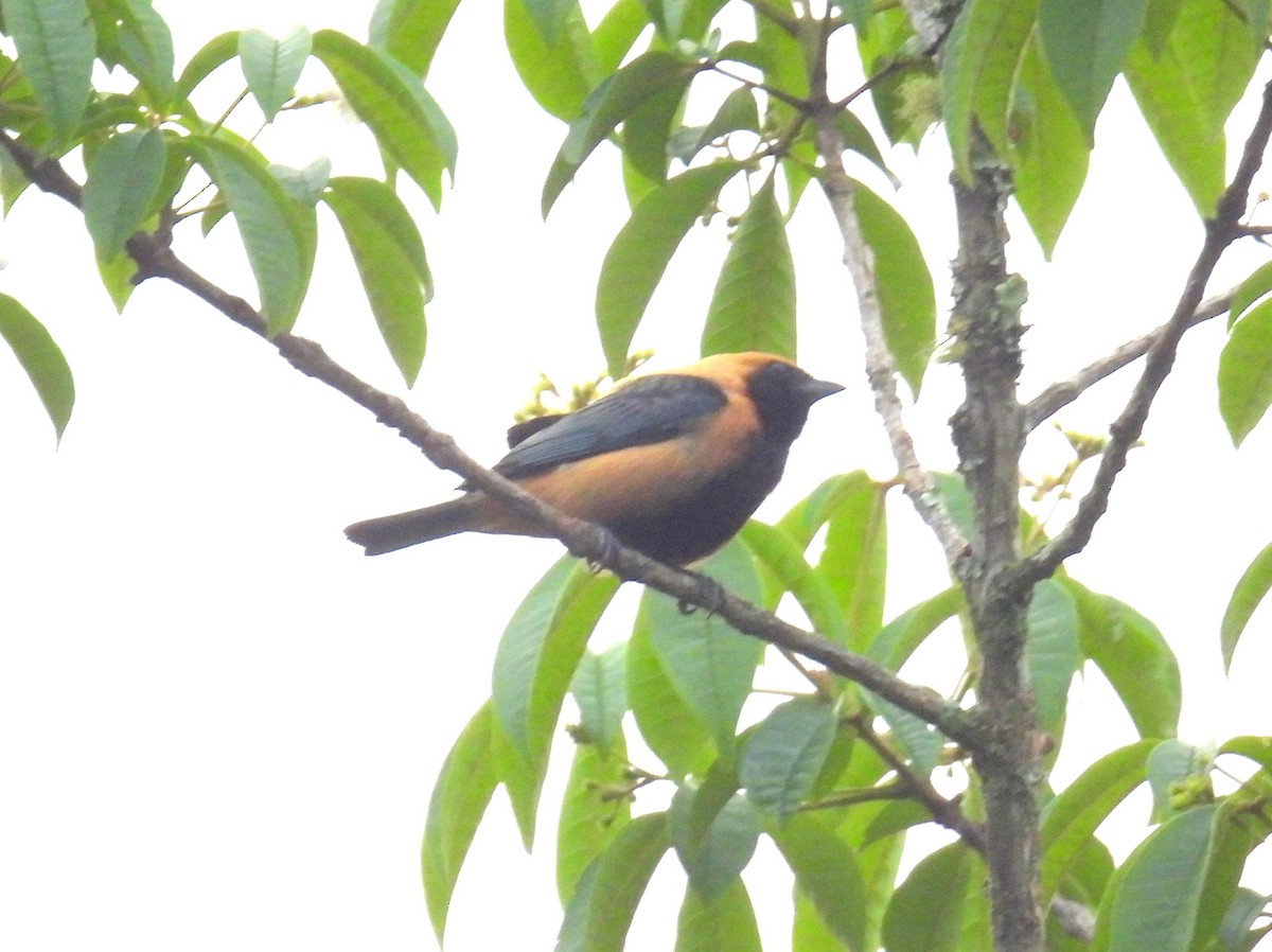 Burnished-buff Tanager (Stripe-bellied) - ML614683459