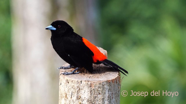 Scarlet-rumped Tanager - ML614683568