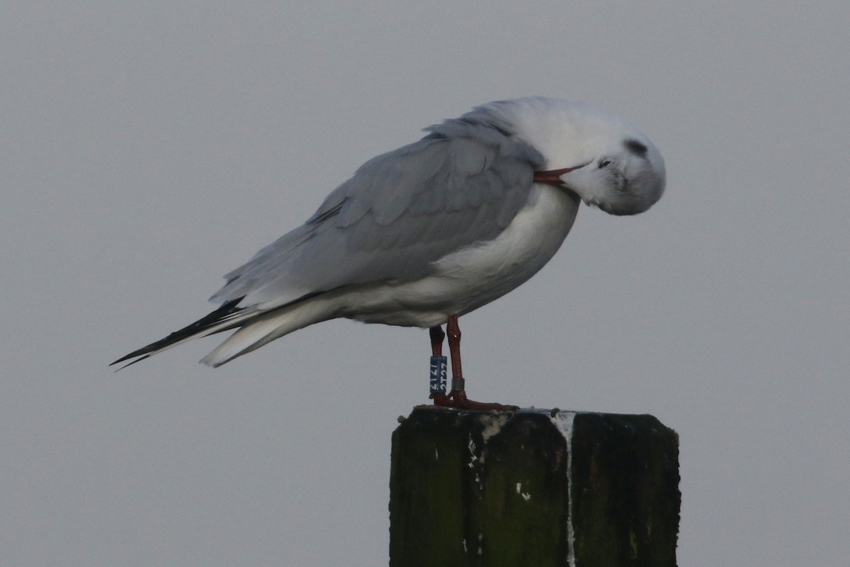 Mouette rieuse - ML614683583