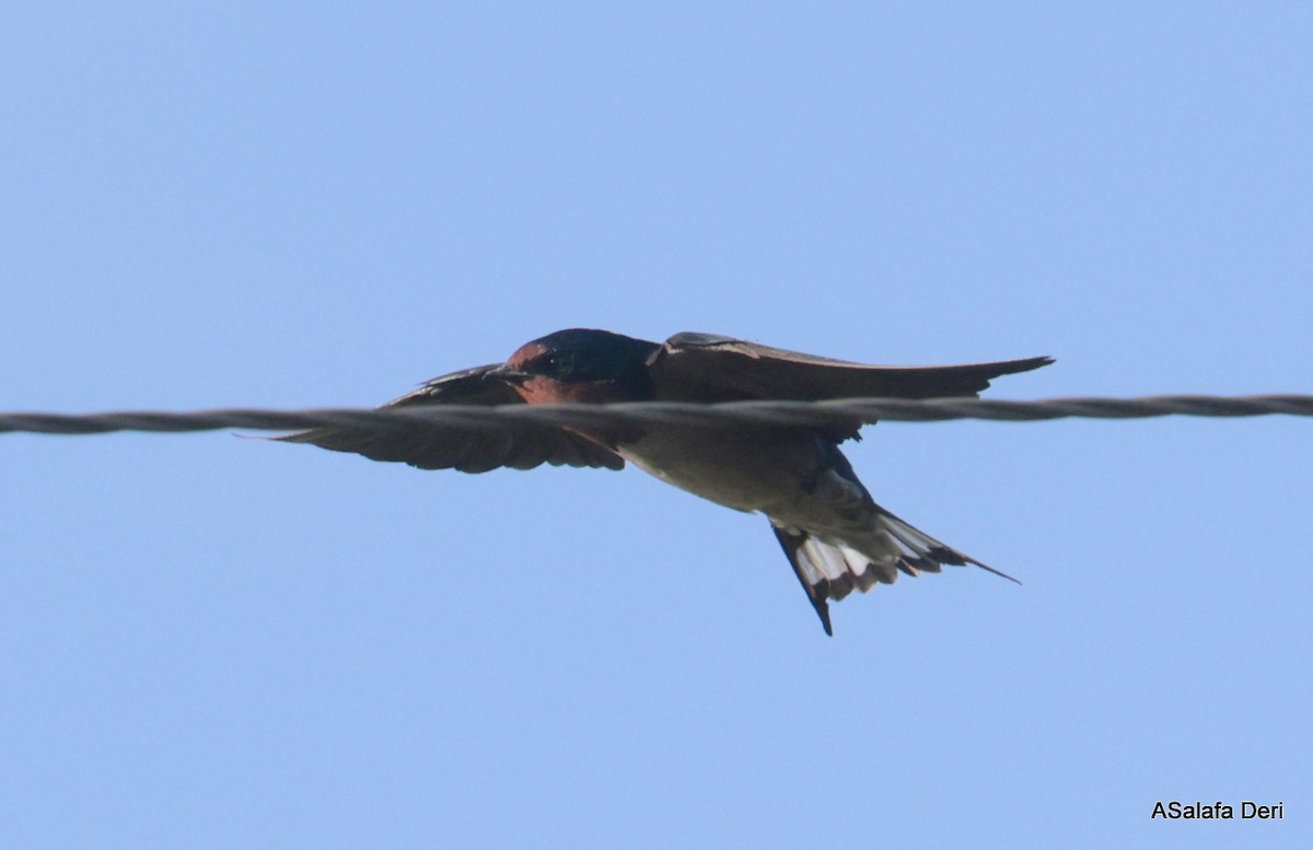 Angola Swallow - ML614683618