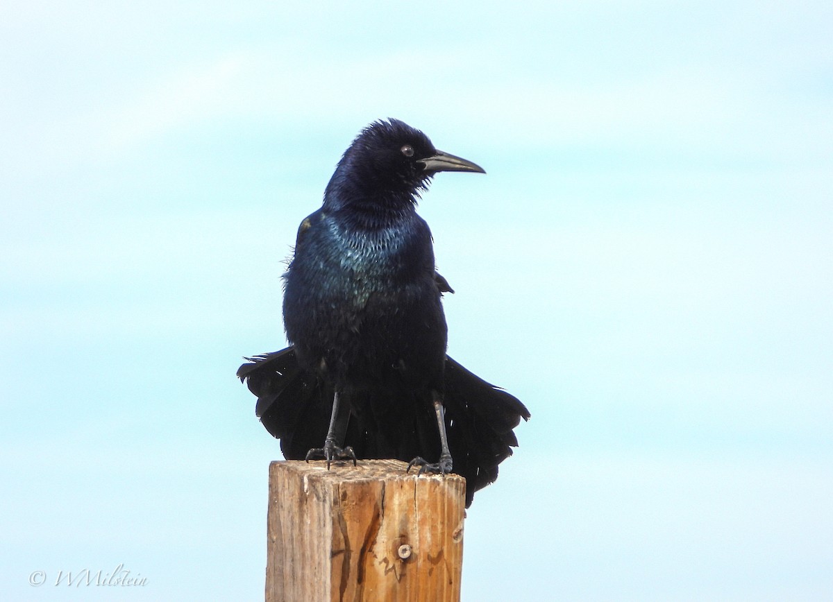 Boat-tailed Grackle - ML614683740