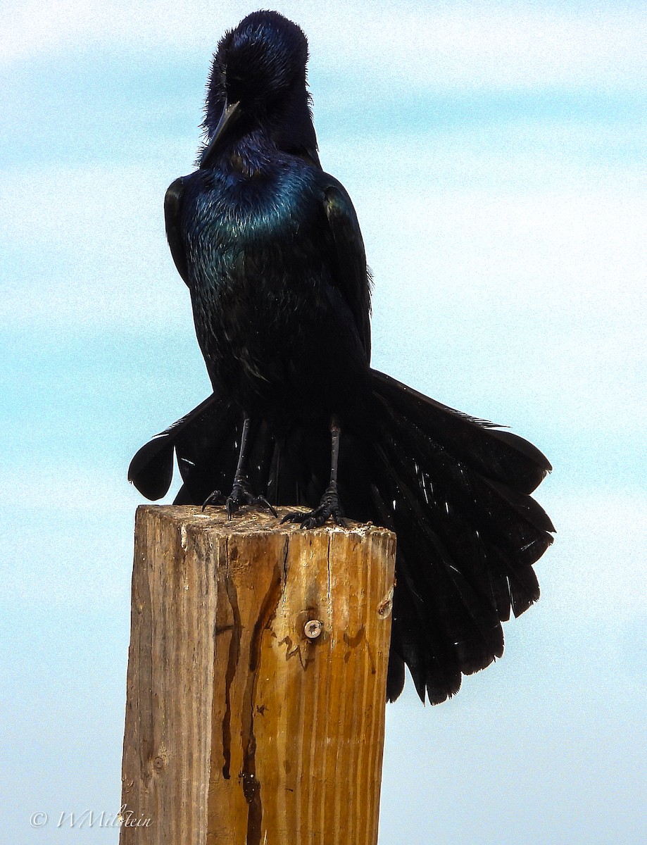 Boat-tailed Grackle - ML614683741