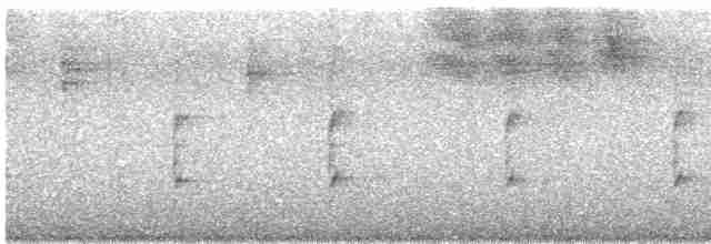 Microtyran oreillard - ML614683778