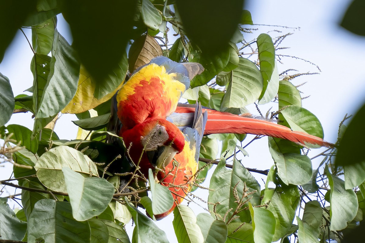 Scarlet Macaw - ML614683804