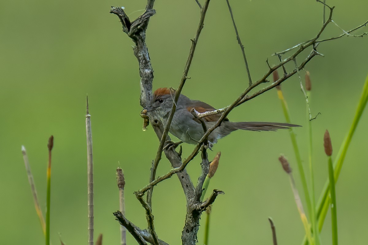 Pale-breasted Spinetail - ML614683820
