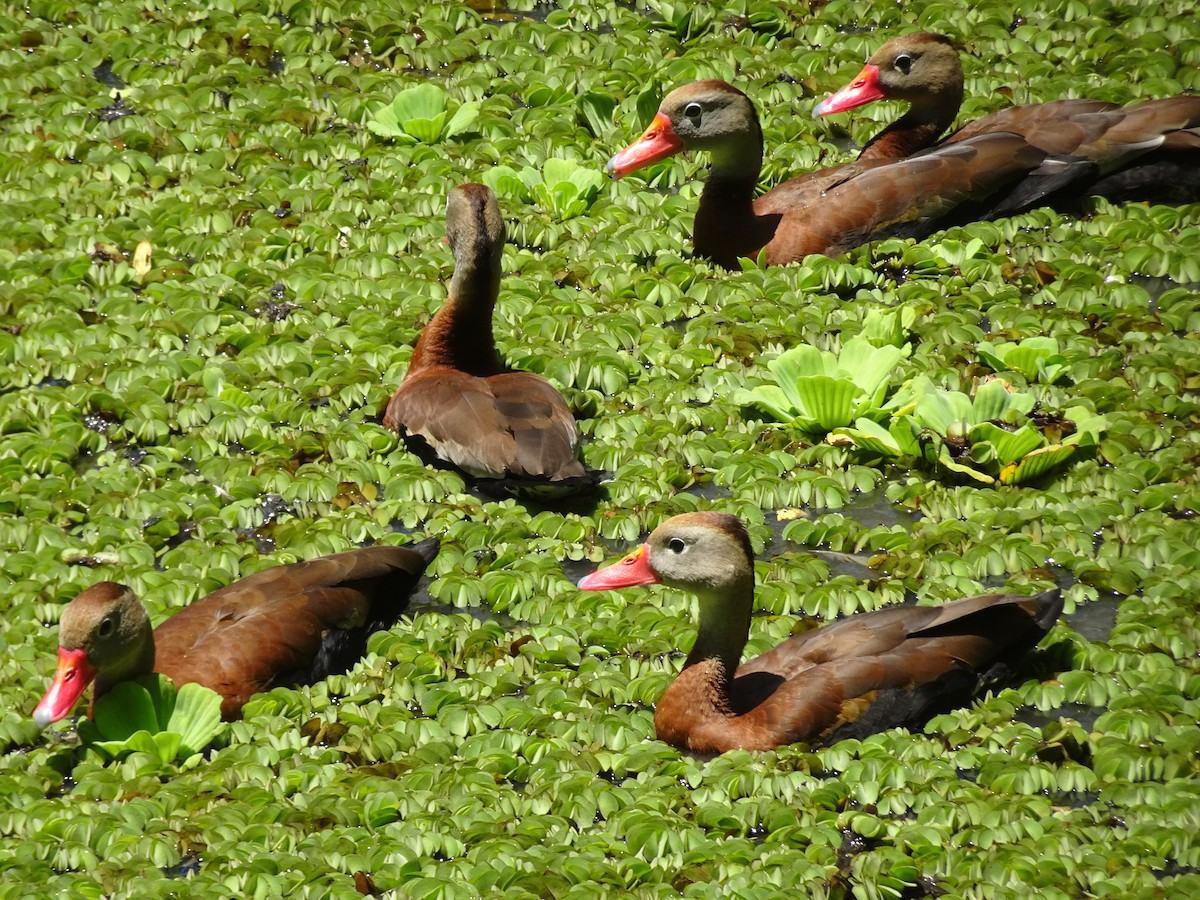 Black-bellied Whistling-Duck - Kirsty Stead
