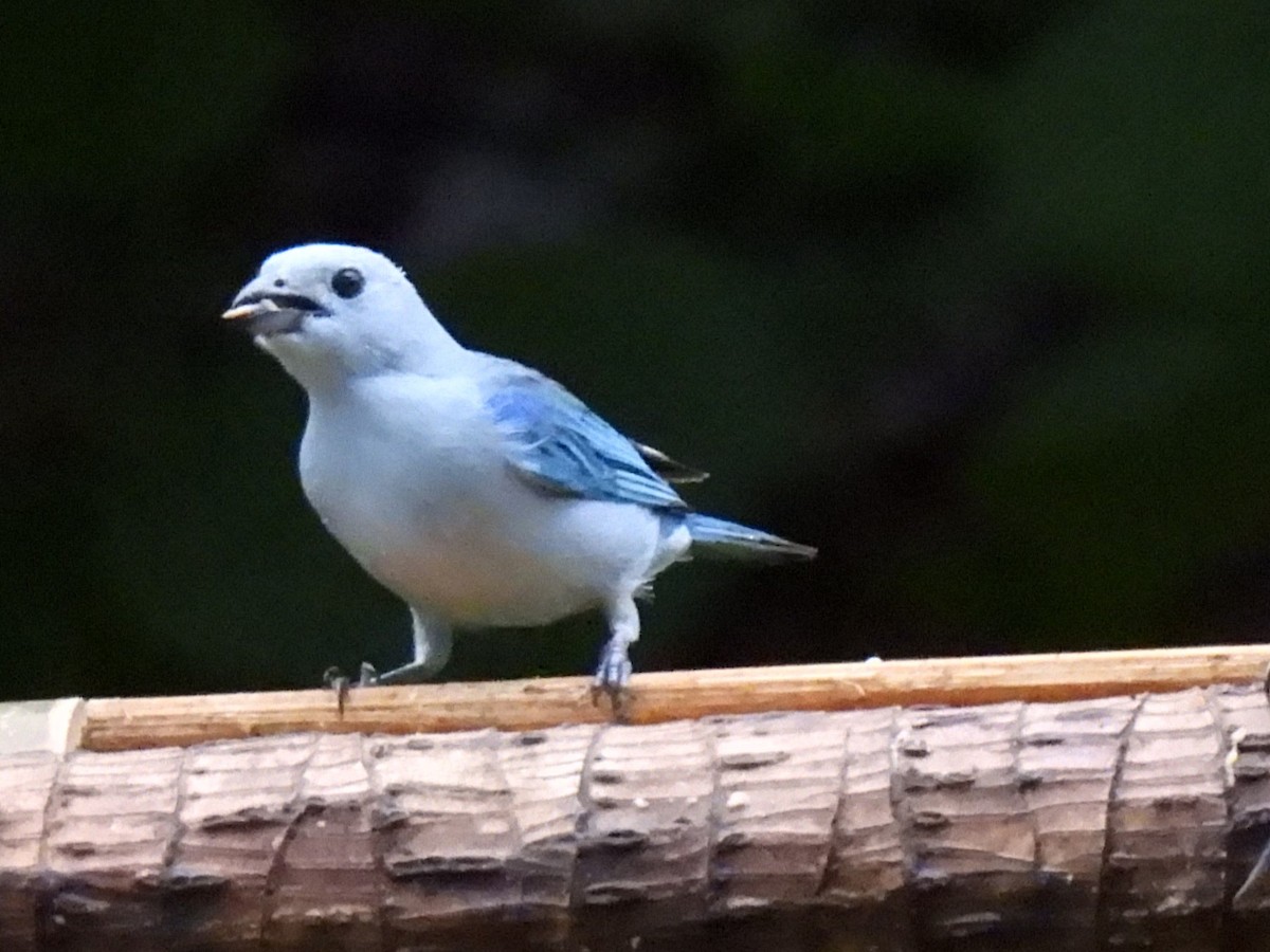 Blue-gray Tanager (Blue-gray) - ML614684132