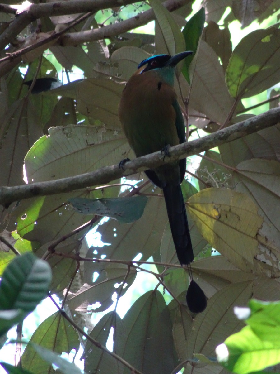 Lesson's Motmot - Kirsty Stead