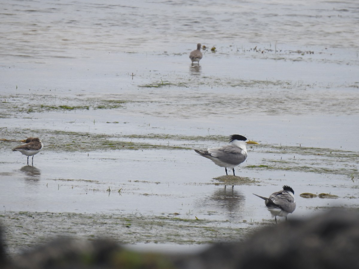 Great Crested Tern - ML614684296