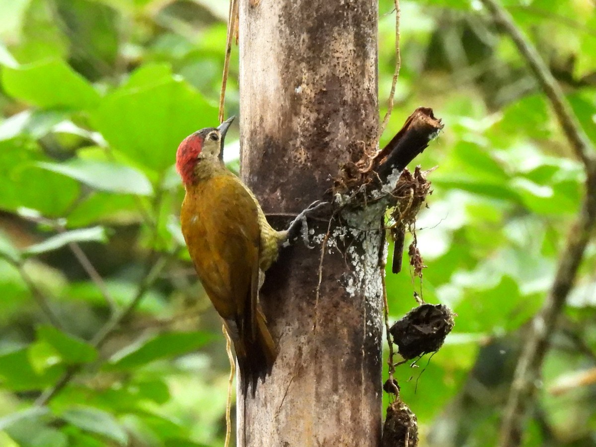 Golden-olive Woodpecker (rubripileus) - ML614684400