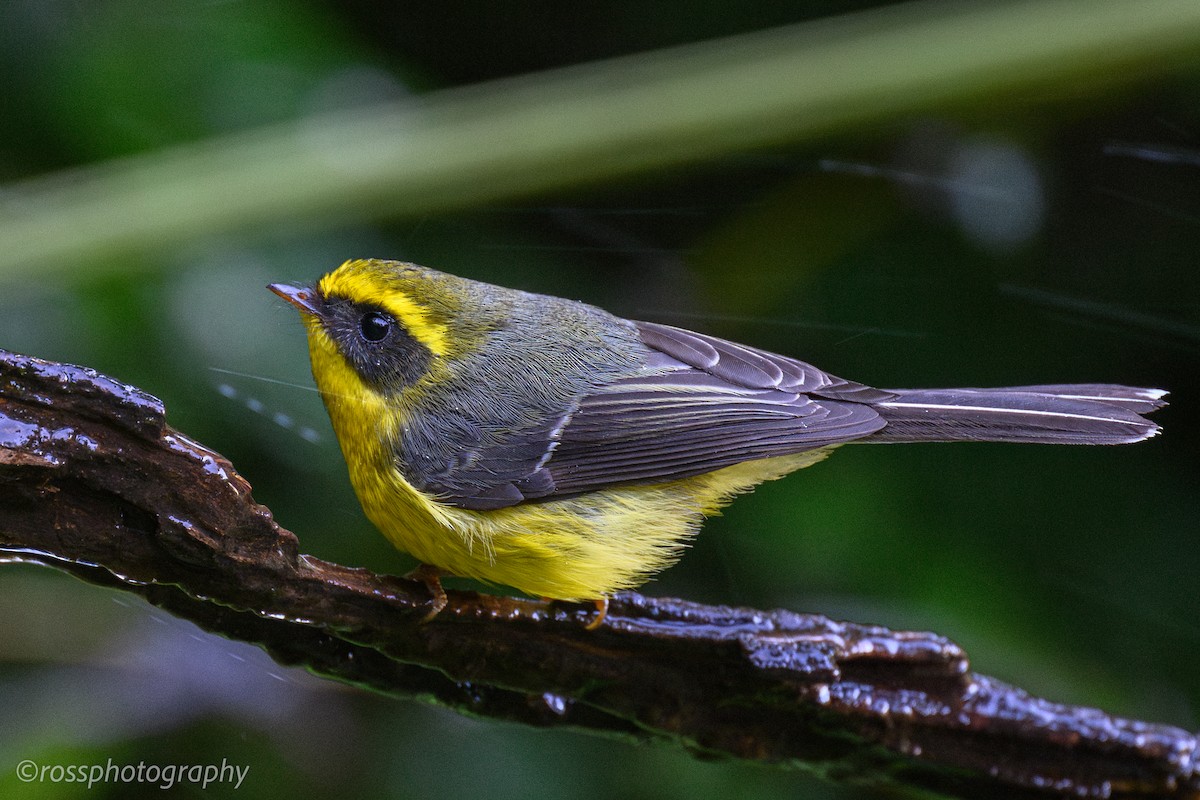 Yellow-bellied Fairy-Fantail - ML614684404
