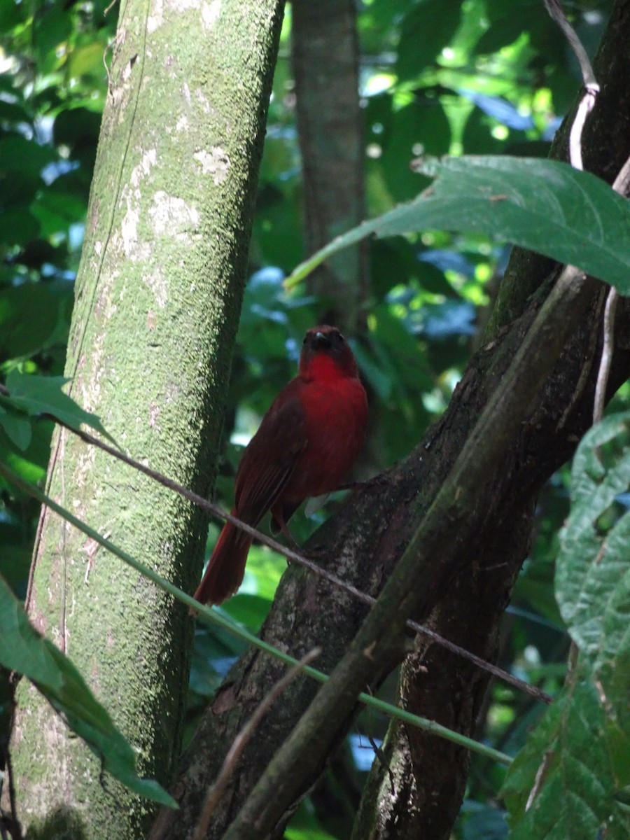 Red-throated Ant-Tanager - ML614684412