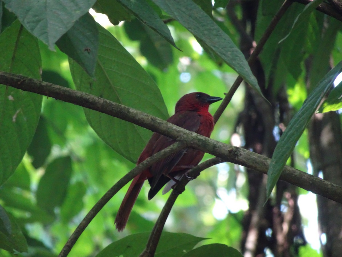 Red-throated Ant-Tanager - ML614684419