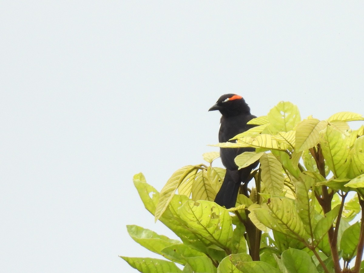 Scarlet-browed Tanager - ML614684485