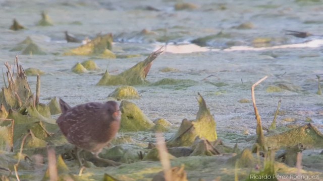 Spotted Crake - ML614684551