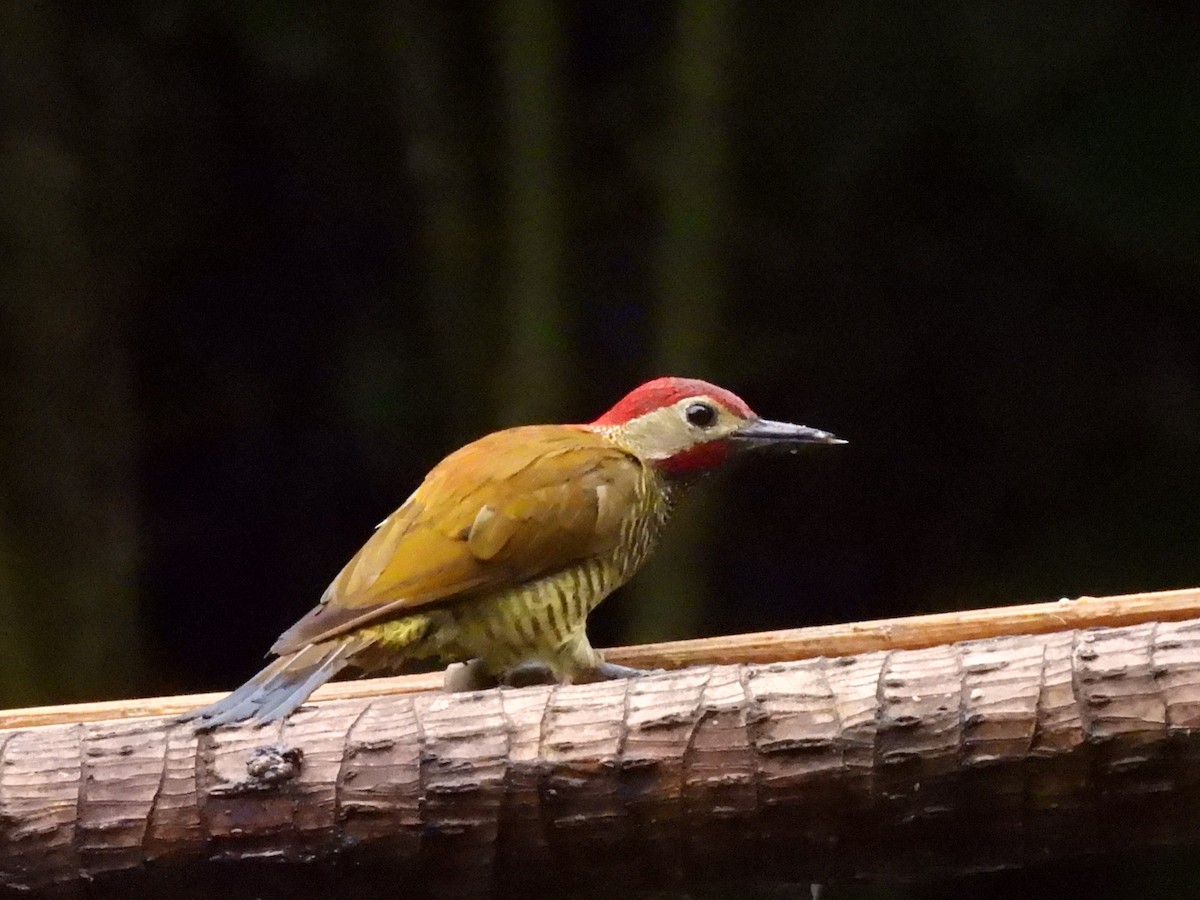 Golden-olive Woodpecker (rubripileus) - ML614684591