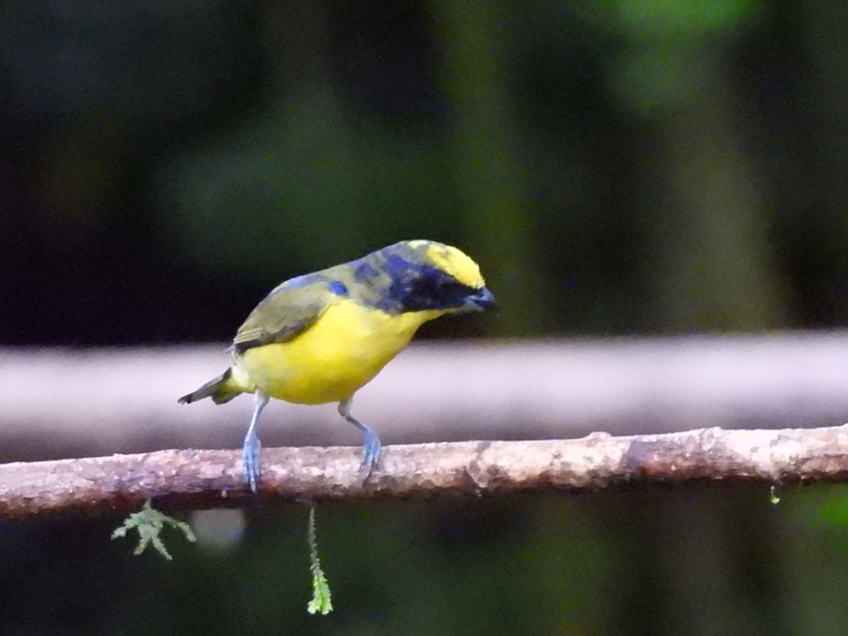 Thick-billed Euphonia (Thick-billed) - Buck Lee