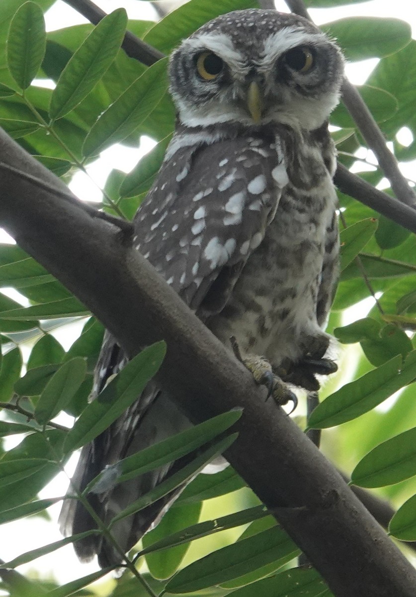 Spotted Owlet - ML614684637