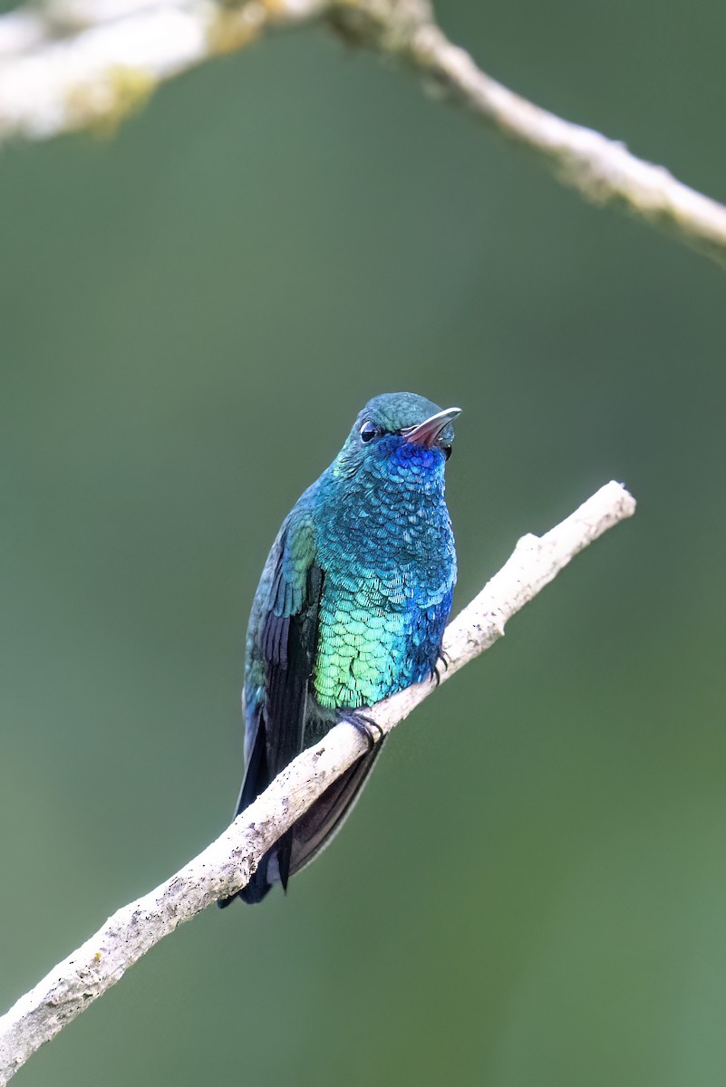 kolibřík modrobradý - ML614684656