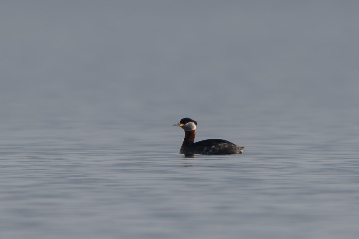 Red-necked Grebe - ML614684715