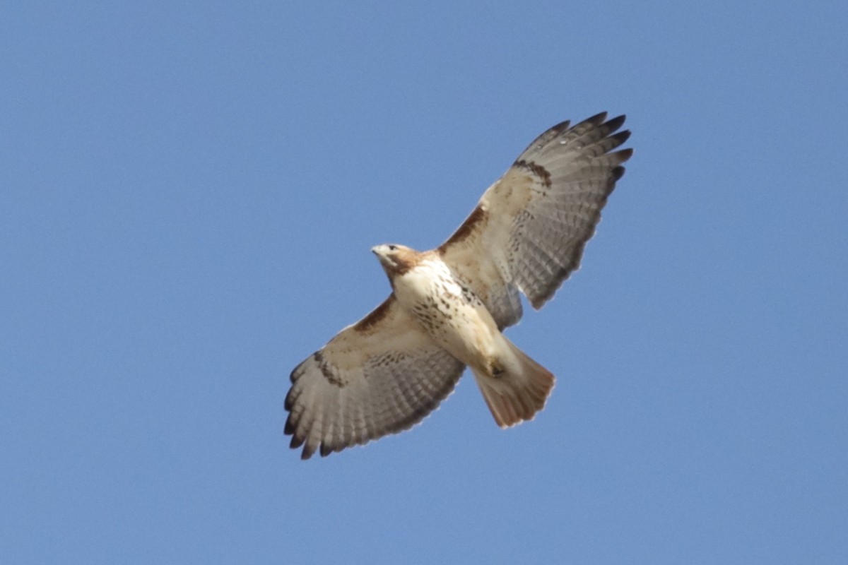 Red-tailed Hawk - ML614684721