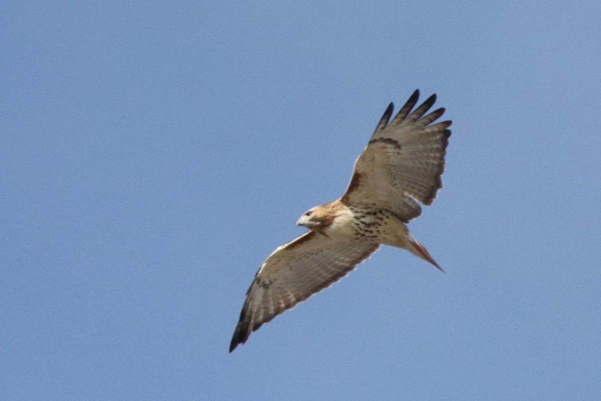 Red-tailed Hawk - ML614684722