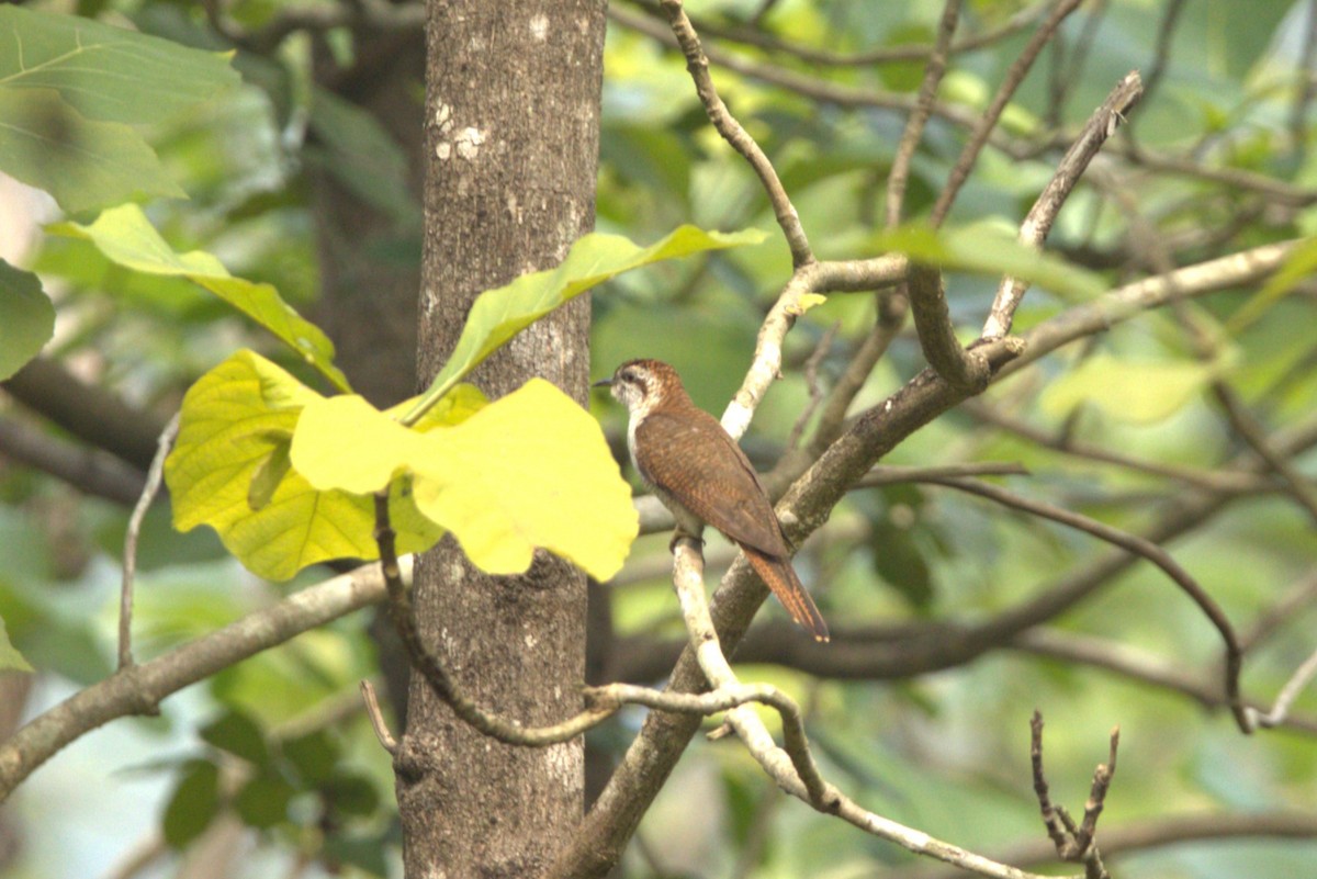 Banded Bay Cuckoo - Sourav Das